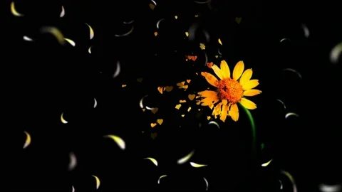 Yellow flower petals falling 3D concepts on top view - Beautiful Sun Yellow b Stock Footage 143759317