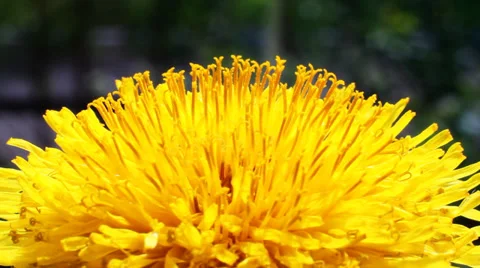 Yellow Flower Petals 스톡 동영상 38385199