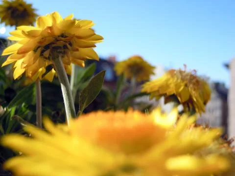 Yellow flower 스톡 사진