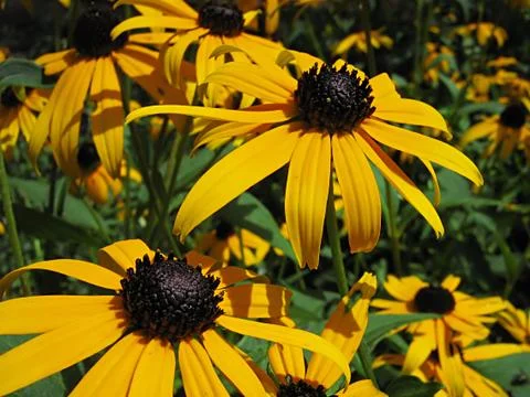 Yellow Flower Stock Photos