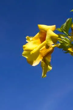 Yellow flower 스톡 사진