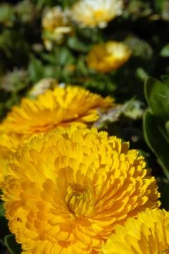 Yellow flower Stock Photos