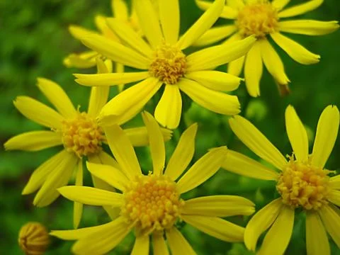 Yellow Flower Stock Photos