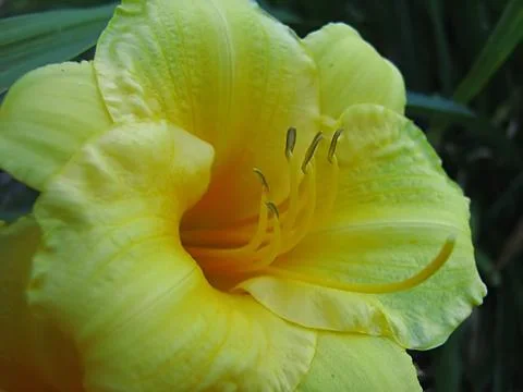 Yellow Flower Stock Photos
