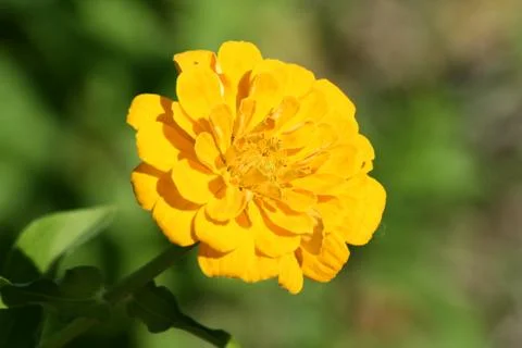 Yellow flower Stock Photos