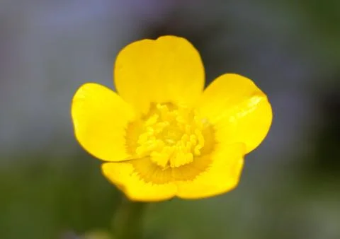 Yellow flower Stock Photos