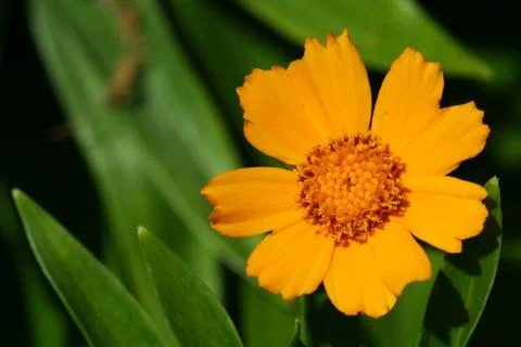 Yellow flower Stock Photos
