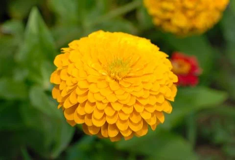 Yellow flower. Stock Photos