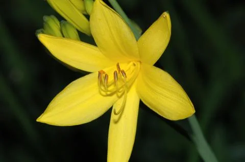 Yellow flower. Stock Photos
