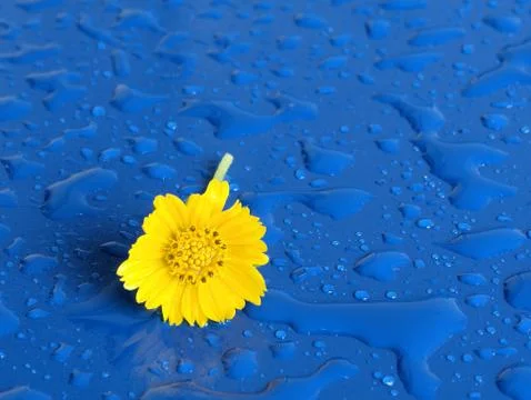 Yellow  Flower Stock Photos