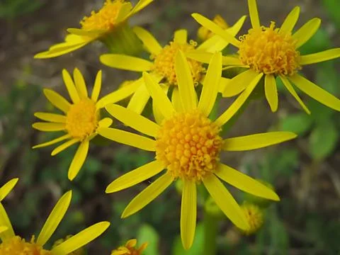Yellow Flower Stock Photos
