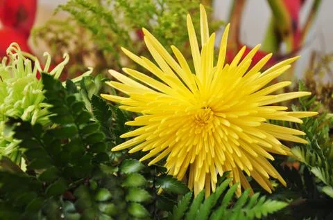 Yellow flower Stock Photos