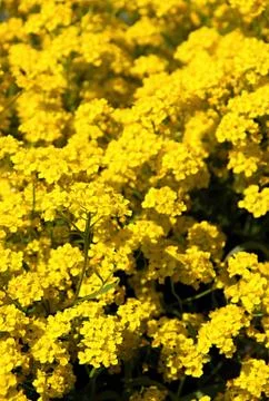 Yellow flower 스톡 사진