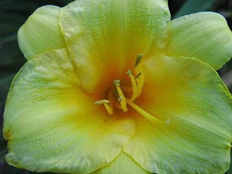 Yellow Flower Stock Photos