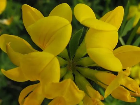 Yellow Flower Stock-Fotos