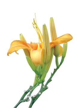 Yellow flower Stock Photos