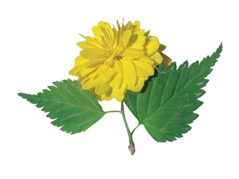 Yellow flower 写真素材