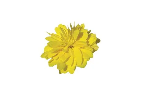 Yellow flower Stock Photos