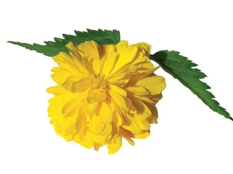 Yellow flower Stock Photos