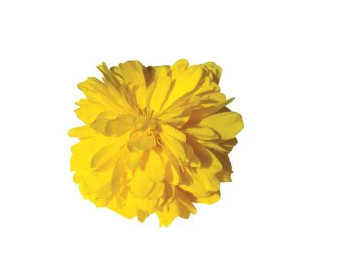 Yellow flower Stock Photos