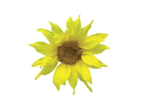 Yellow flower Stock Photos