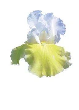 Yellow flower Stock Photos