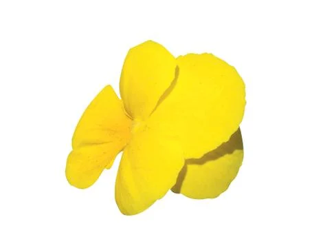 Yellow flower Stock Photos