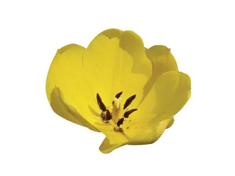 Yellow flower Fotos Stock