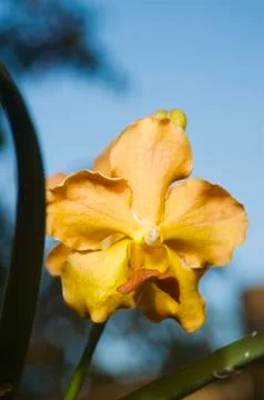 Yellow flower Stock-Fotos