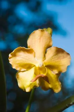 Yellow flower Stock Photos