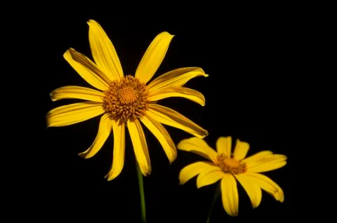 Yellow flower Stock Photos