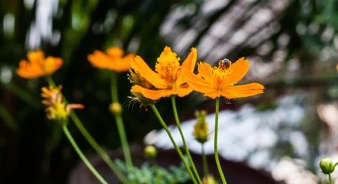 Yellow flower Stock Photos