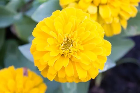 Yellow flower Stock Photos