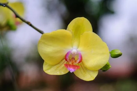 Yellow  flower Stock Photos