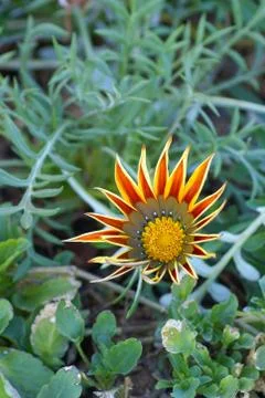 Yellow flower Stock Photos