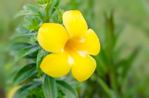 Yellow flower Stock Photos
