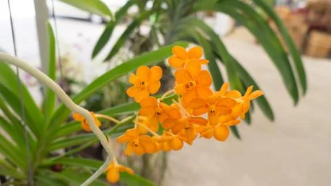 Yellow flower 스톡 사진