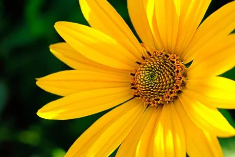 Yellow flower 스톡 사진