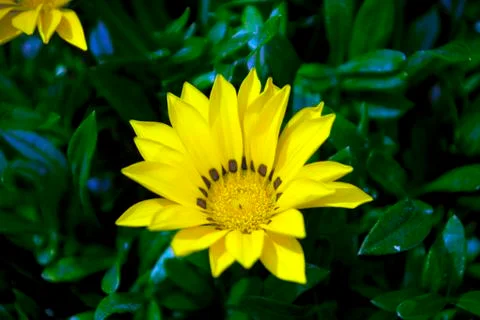 Yellow flower Foto stock