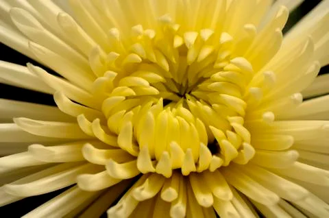 Yellow flower Stock Photos