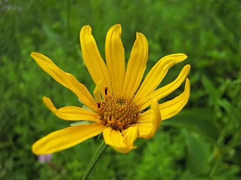 Yellow Flower Stock Photos