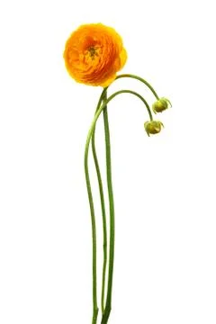 Yellow flower Foto stock