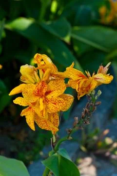 Yellow flower. Stock Photos