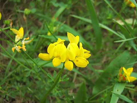 Yellow Flower Stock Photos