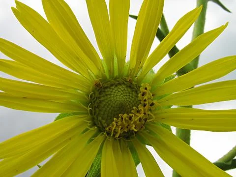 Yellow Flower Stock Photos