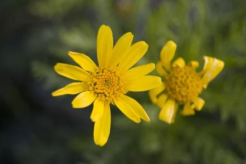 Yellow flower Foto stock