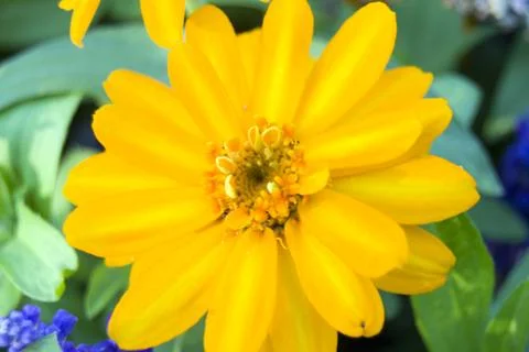 Yellow flower Foto stock