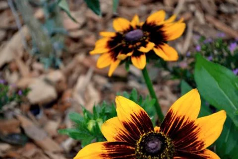 Yellow flower Foto stock