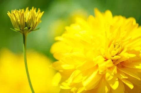 Yellow flower Stock Photos