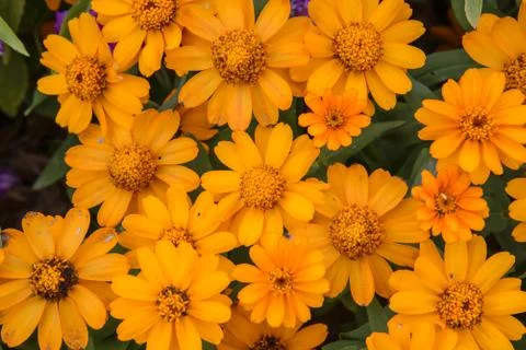 Yellow flower Stock Photos